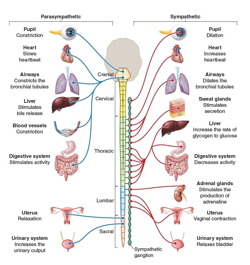 Diagram Of Sympathetic And Parasympathetic Nervous System Is